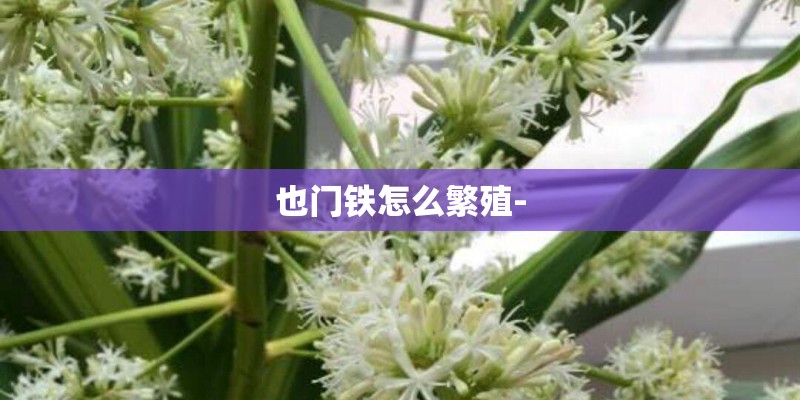 也门铁怎么繁殖-