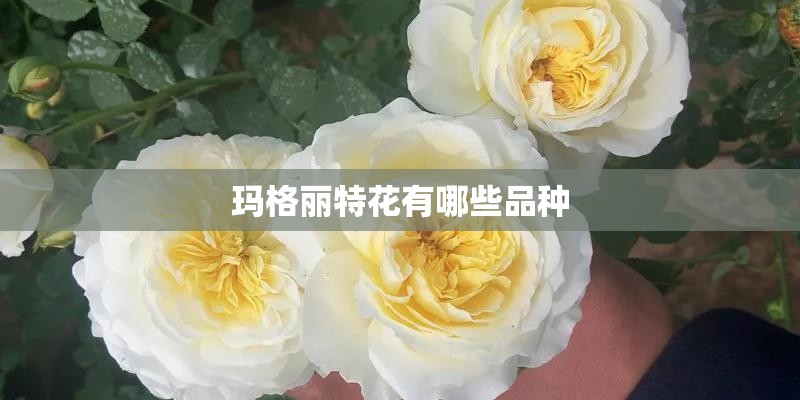 玛格丽特花有哪些品种