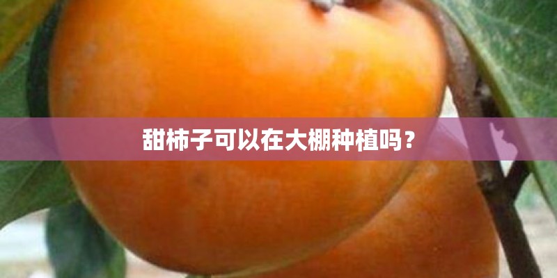 甜柿子可以在大棚种植吗？