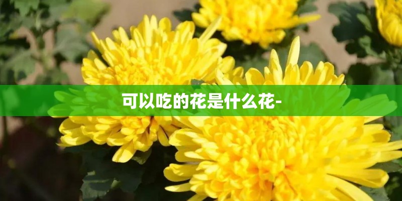 可以吃的花是什么花-