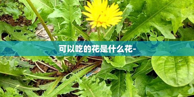 可以吃的花是什么花-