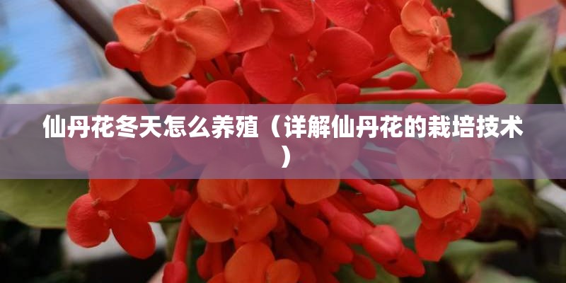 仙丹花冬天怎么养殖（详解仙丹花的栽培技术）