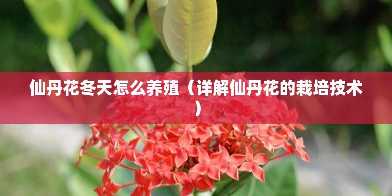 仙丹花冬天怎么养殖（详解仙丹花的栽培技术）