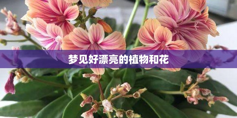 梦见好漂亮的植物和花