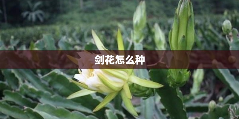 剑花怎么种