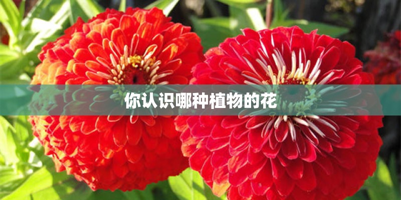 你认识哪种植物的花