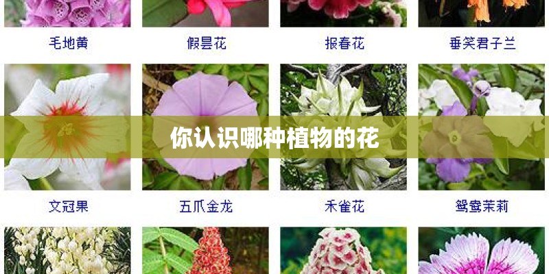 你认识哪种植物的花
