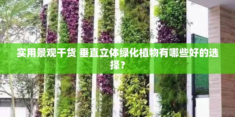实用景观干货 垂直立体绿化植物有哪些好的选择？