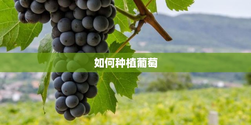 如何种植葡萄
