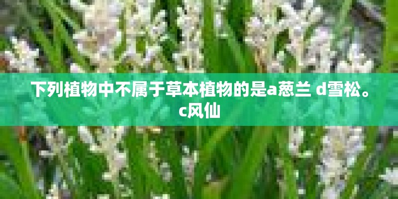 下列植物中不属于草本植物的是a葱兰 d雪松。c风仙