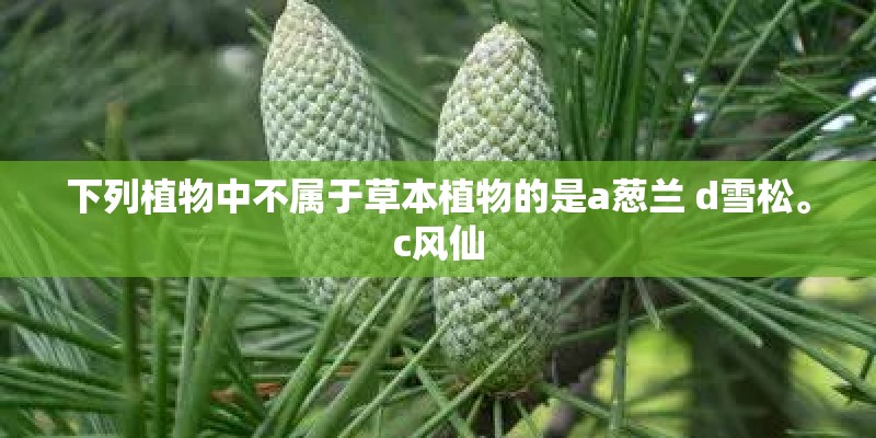 下列植物中不属于草本植物的是a葱兰 d雪松。c风仙
