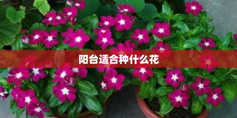 阳台适合种什么花