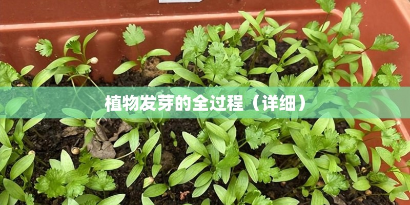 植物发芽的全过程（详细）