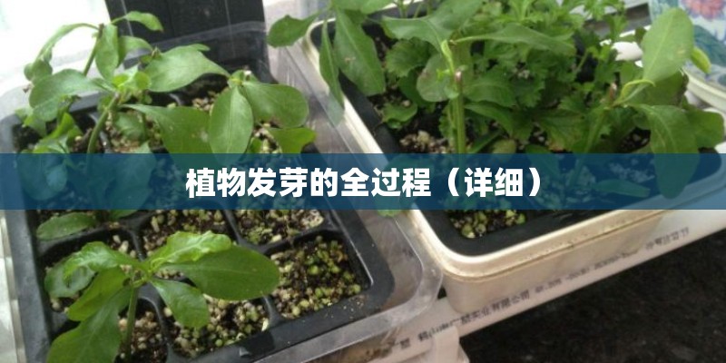 植物发芽的全过程（详细）