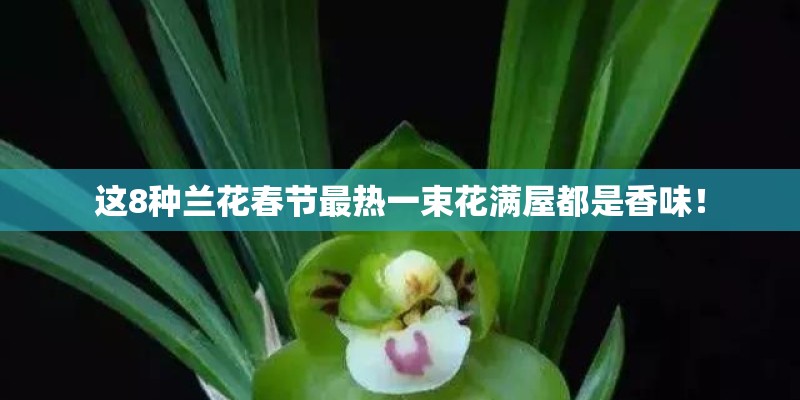 这8种兰花春节最热一束花满屋都是香味！