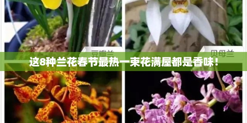 这8种兰花春节最热一束花满屋都是香味！