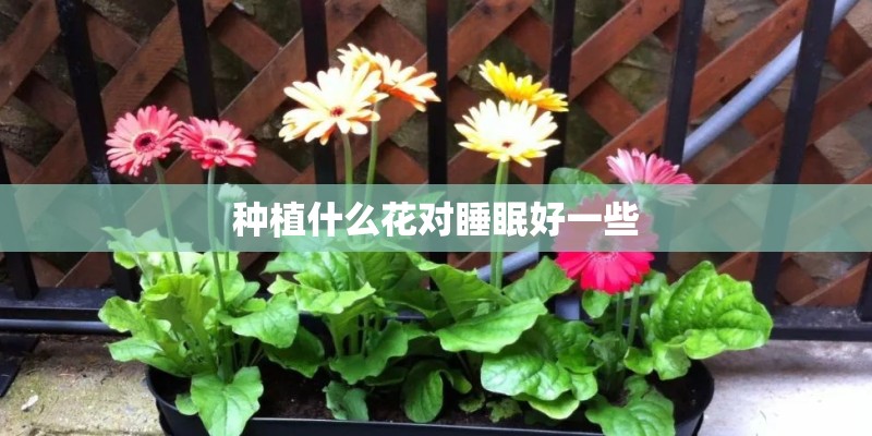 种植什么花对睡眠好一些