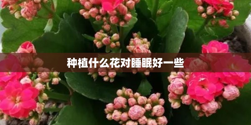 种植什么花对睡眠好一些