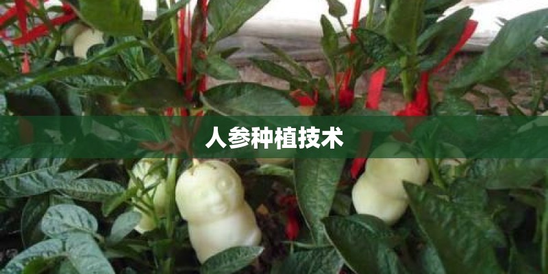 人参种植技术