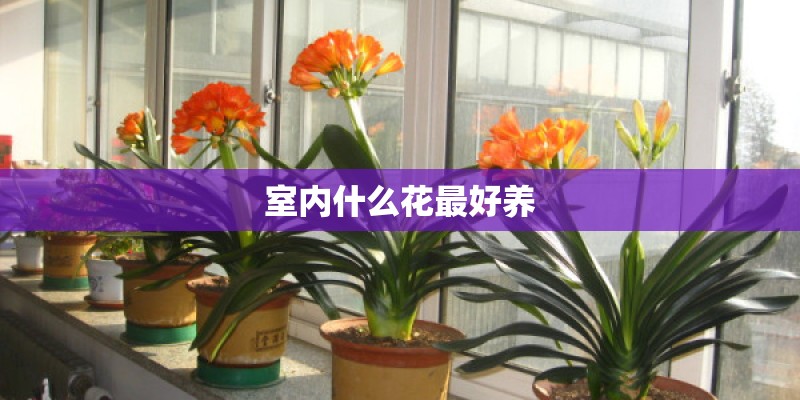 室内什么花最好养