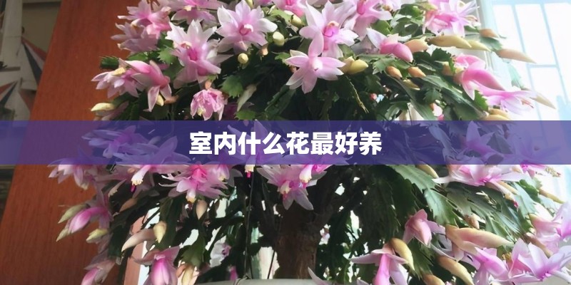 室内什么花最好养