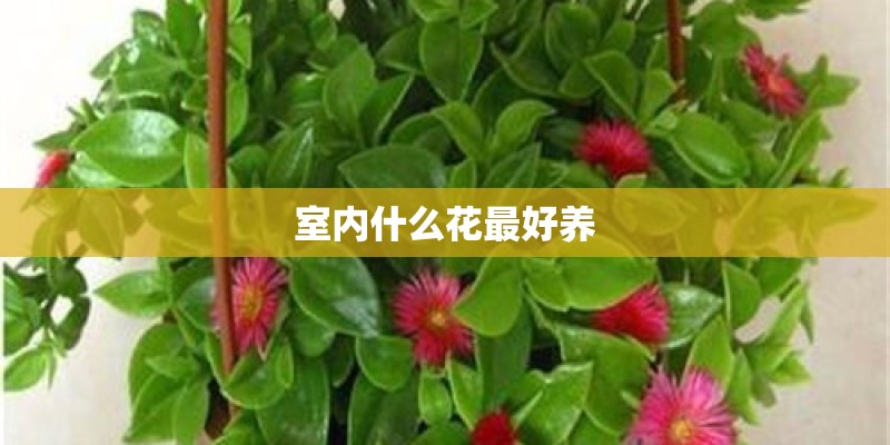室内什么花最好养