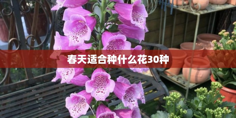 春天适合种什么花30种