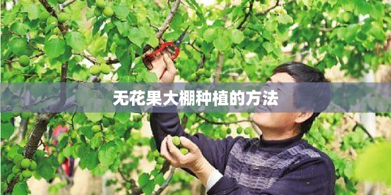 无花果大棚种植的方法