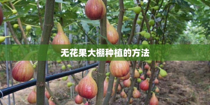 无花果大棚种植的方法