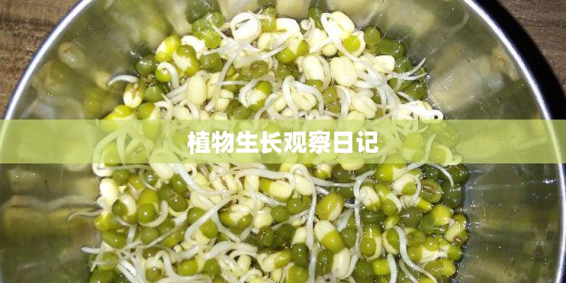植物生长观察日记