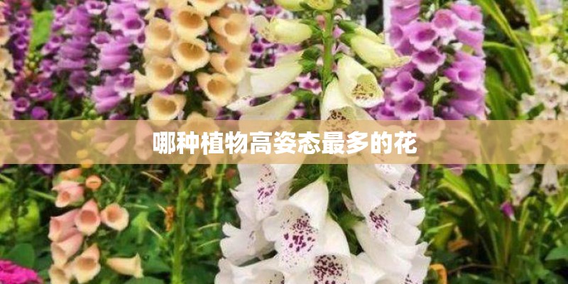 哪种植物高姿态最多的花