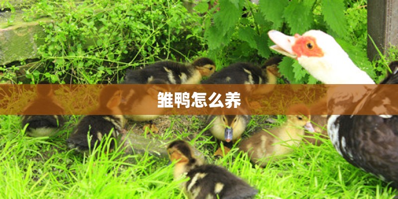 雏鸭怎么养