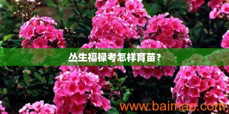 丛生福禄考怎样育苗？
