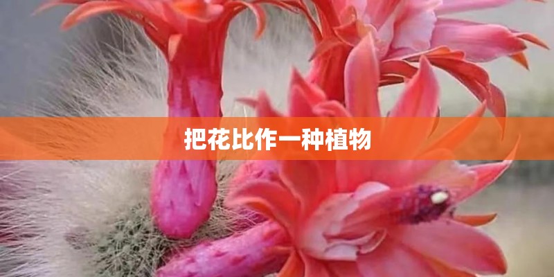 把花比作一种植物