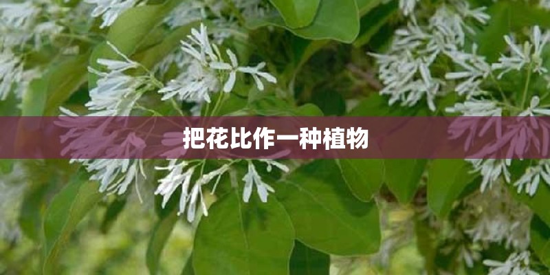 把花比作一种植物
