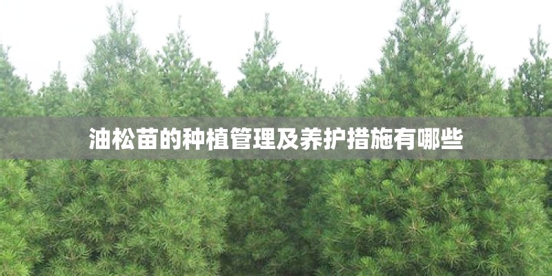 油松苗的种植管理及养护措施有哪些
