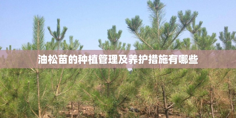 油松苗的种植管理及养护措施有哪些