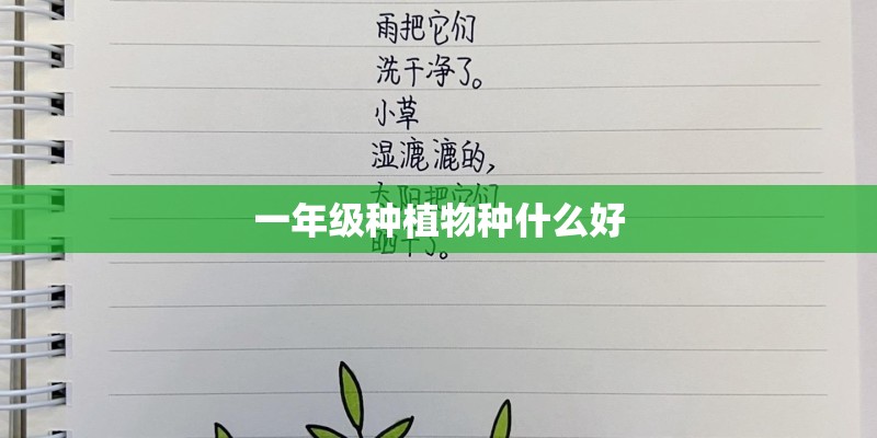 一年级种植物种什么好