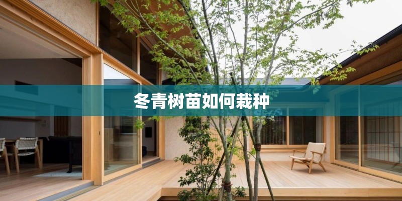 冬青树苗如何栽种
