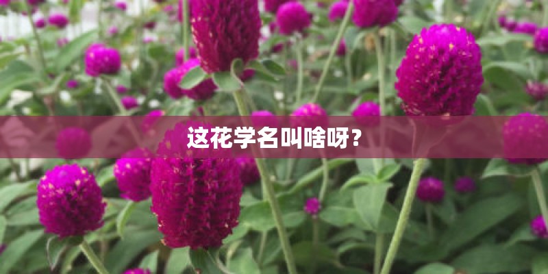 这花学名叫啥呀？