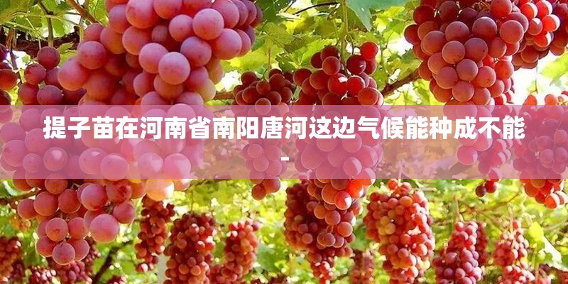 提子苗在河南省南阳唐河这边气候能种成不能-