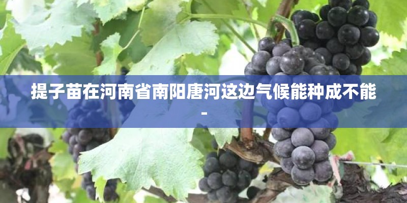 提子苗在河南省南阳唐河这边气候能种成不能-
