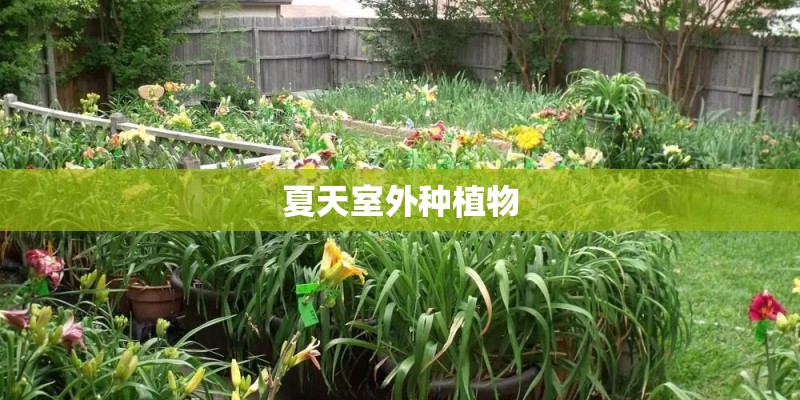 夏天室外种植物