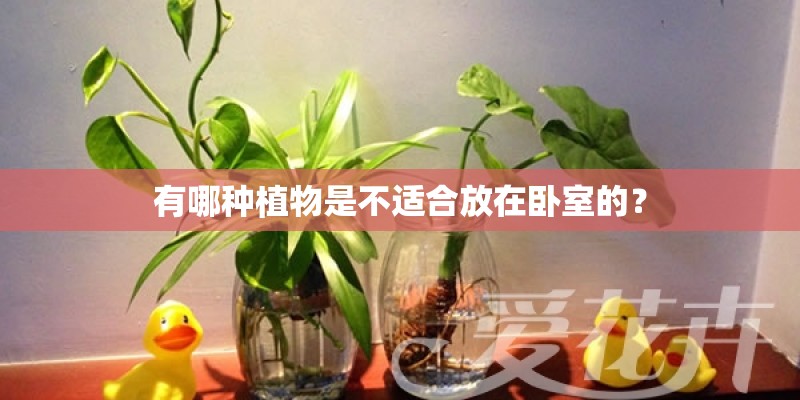 有哪种植物是不适合放在卧室的？