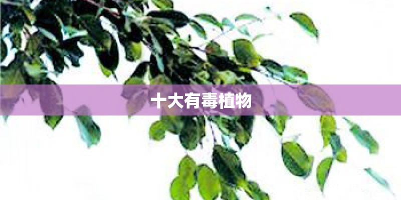 十大有毒植物