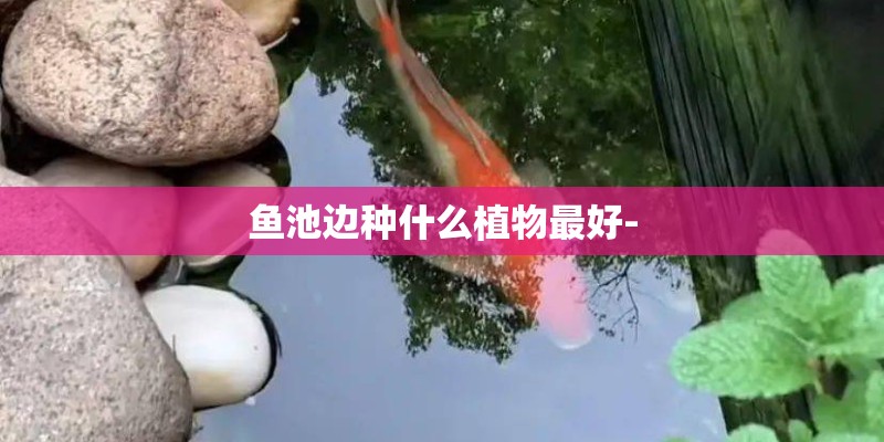 鱼池边种什么植物最好-