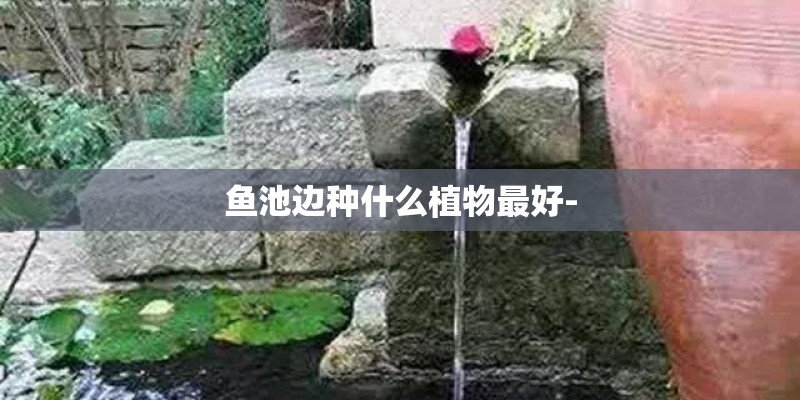 鱼池边种什么植物最好-