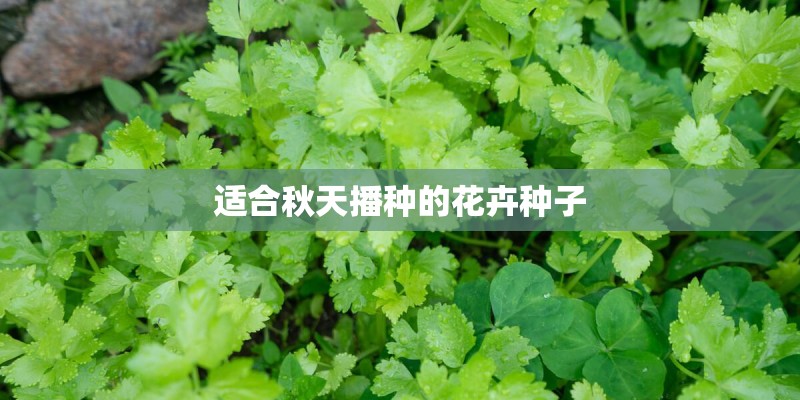 适合秋天播种的花卉种子
