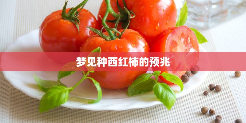 梦见种西红柿的预兆