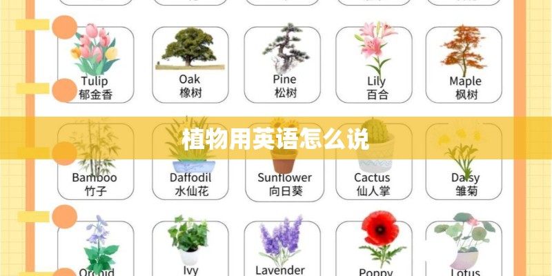 植物用英语怎么说